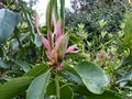 vignette Rhododendron Loderi King Georges en pleine pousse au 21 03 14