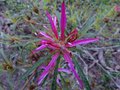 vignette Rhododendron Macrosepalum linarifolium autre gros plan au 21 03 14