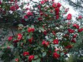 vignette Camellia japonica Grand Prix immensement fleuri au 23 03 14