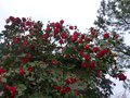 vignette Camellia japonica Grand prix trs fleuri au 23 03 14