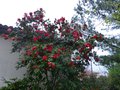 vignette Camellia japonica Grand Prix immense et trs fleuri au 24 03 14