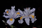 vignette Iris japonica bleu