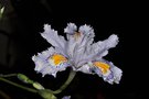 vignette Iris japonica bleu