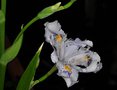 vignette Iris japonica blanc