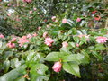 vignette Camellia 'Fragant pink'