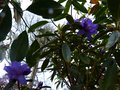 vignette Rhododendron Augustinii Hillier's dark form autre vue au 26 03 14