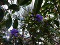 vignette Rhododendron Augustinii Hillier's dark form premires fleurs au 26 03 14