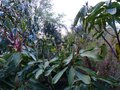 vignette Rhododendron Loderi King Georges  nouvelles pousses au 26 03 14