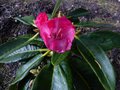 vignette Rhododendron Lanigerum qui ouvre sa premire fleur au 26 03 14