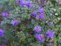 vignette Rhododendron Blue Tit au 26 03 14