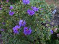 vignette Rhododendron Blue Tit autre vue au 26 03 14