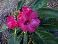 vignette Rhododendron Lanigerum qui ouvre sa premire fleur(espce ss arborea) au 27 03 14