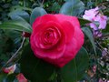 vignette Camellia japonica Margherita Coleoni toujours aussi beau au 28 03 14