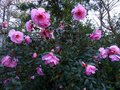 vignette Camellia Williamsii Mary Phoebe Taylor toujours aussi magnifiquement fleuri au 28 03 14