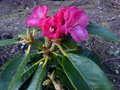 vignette Rhododendron Lanigerum au 28 03 14