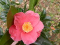 vignette camellia fishtail (fleur) merci leur coat