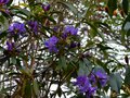 vignette Rhododendron Augustinii Hillier's dark form vue claire au 30 03 14