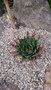 vignette Aloe polyphylla