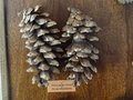 vignette Pinus peuce - Pin de Macdoine