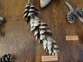 vignette Pinus wallichiana - Pin de l'Himalaya