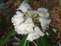vignette Rhododendron grande ?