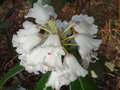vignette Rhododendron grande ?