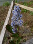 vignette ceanothus arboreus 'trewithen blue'