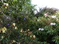 vignette Rhododendrons en compagnie: Lutescens, Augustinii Hillier's dark for et Loderi King Georges au 01 04 04