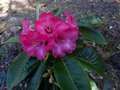 vignette Rhododendron Lanigerum magnifique autre vue au 01 04 14