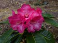 vignette Rhododendron Lanigerum magnifique au 01 04 14