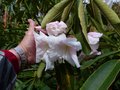 vignette Rhododendron Loderi King Georges gros plan des trs grosses fleurs parfumes au 01 04 14