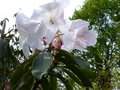 vignette Rhododendron Loderi King Georges gros plan parfum au 01 04 14
