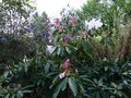 vignette Rhododendron Loderi King Georges autre vue au 01 04 14