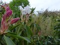 vignette Rhododendron Loderi King Georges pousses et fleurs au 02 04 14