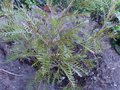 vignette Grevillea Hookeriana Robin Hood au 01 04 14