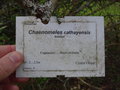 vignette Chaenomeles cathayensis