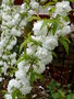 vignette Prunus glandulosa alba plena