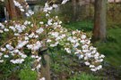 vignette Prunus Frilly Frock en fleurs