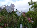 vignette Rhododendron Loderi King Georges autre gros plan parfum au 04 04 14