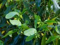 vignette Pittosporum Crispulum aux longues feuilles ondules qui commence  fortement parfumer au 04 04 14