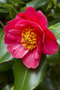 vignette Camellia japonica cv