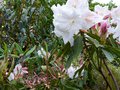 vignette Rhododendron Loderi King Georges  aux immenses fleurs parfumes et aux nouvelles pousses enrubannes de rose au 05 04 14