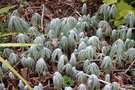 vignette Syneilesis aconitifolia au printemps
