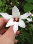 vignette Acidanthera bicolor var murielae = Gladiolus callianthus - Glaieul d'Abyssinie,