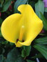 vignette Zantedeschia hybride = Calla 'Black Eyed Beauty'- arum de couleur