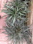 vignette Fascicularia pitcairniifolia et Fascicularia bicolor