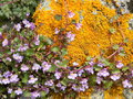 vignette Cymbalaria muralis et lichen Xanthoria