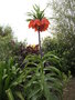 vignette Fritillaria imperialis 'rubra maxima'