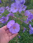 vignette Abutilon x suntense 'Violetta'  = Corynabutilon x suntense 'Violetta' - Abutilon bleu