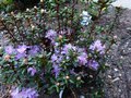 vignette Rhododendron Litangense au 06 04 14